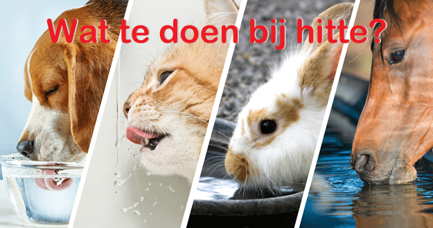 Dieren en hitte