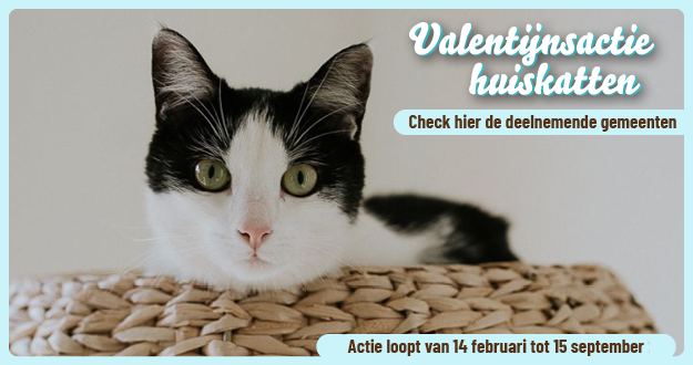 Valentijnsactie huiskatten - Check hier de deelnemende gemeenten - Actie loopt van 14 februari tot 15 september 2023