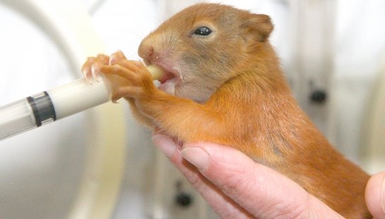 Eekhoorn gevoed met fles - foto: Natuurhulpcentrum Opglabbeek